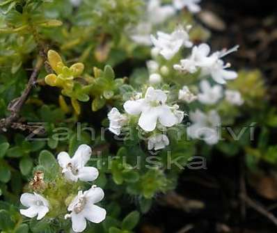 Thymus serpyllum Album