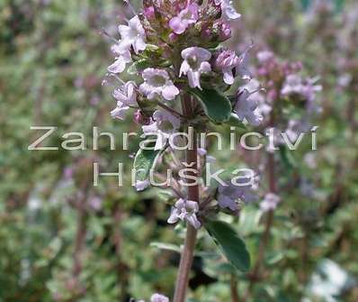 Thymus citriodorus Silver Queen