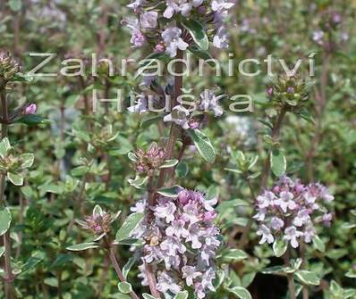 Thymus citriodorus Silver Queen