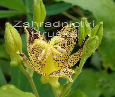Tricyrtis hirta