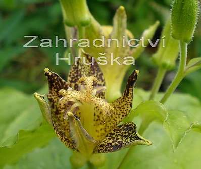Tricyrtis hirta