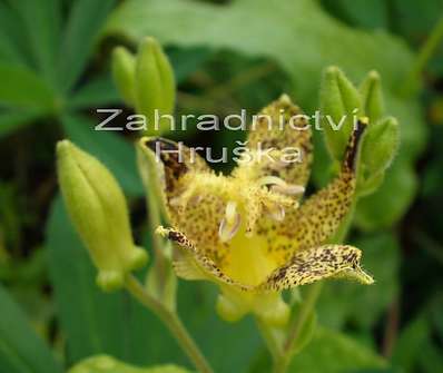 Tricyrtis hirta