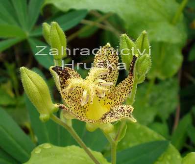 Tricyrtis hirta