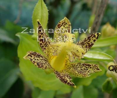 Tricyrtis hirta