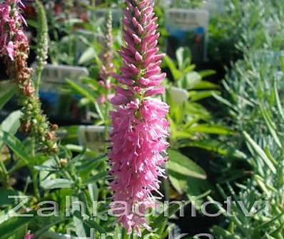 Veronica spicata Heidekind