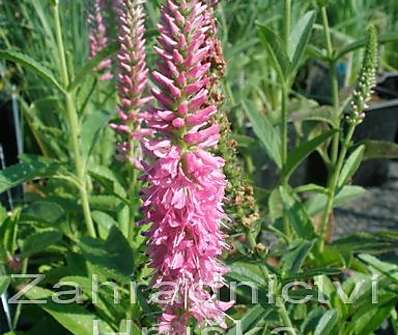 Veronica spicata Heidekind