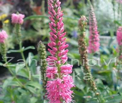 Veronica spicata Heidekind