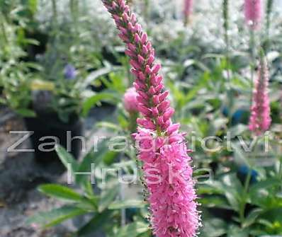 Veronica spicata Heidekind