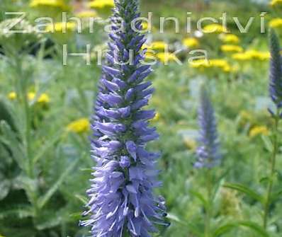 Veronica spicata Nana Blautepich