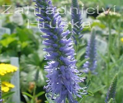 Veronica spicata Nana Blautepich