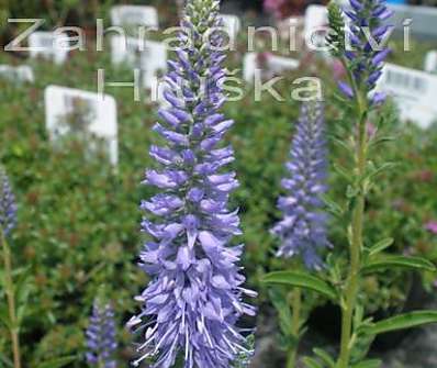 Veronica spicata Nana Blautepich