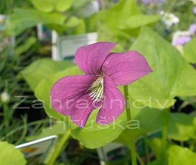 Viola sororia Rubra
