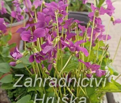Viola sororia Rubra