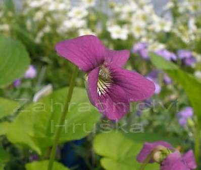 Viola sororia Rubra