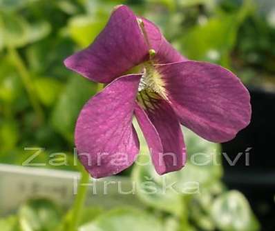 Viola sororia Rubra