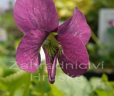 Viola sororia Rubra