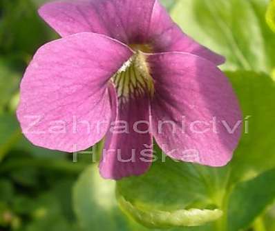 Viola sororia Rubra