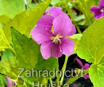 Viola sororia Rubra