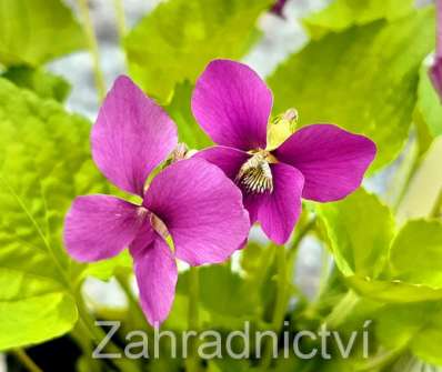 Viola sororia Rubra