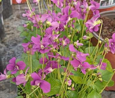 Viola sororia Rubra