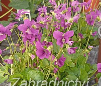 Viola sororia Rubra