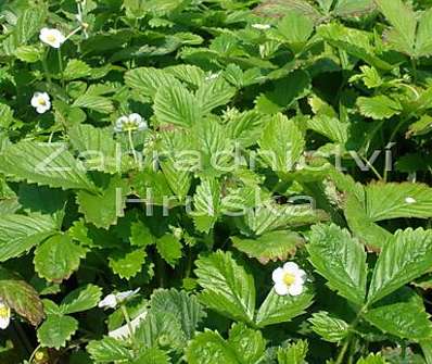 Fragaria vesca Rujana