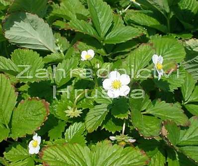 Fragaria vesca Rujana