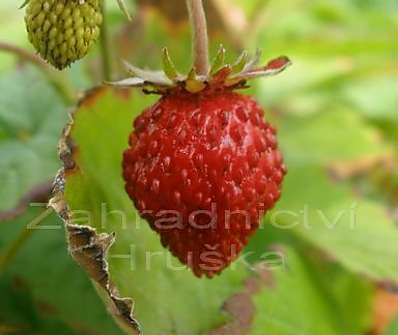 Fragaria vesca Rujana