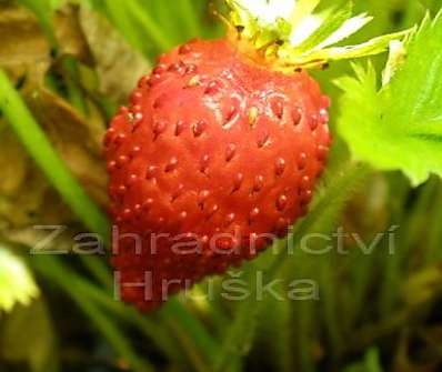 Fragaria vesca Rujana