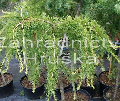 modřín - Larix decidua 'Pendula'.