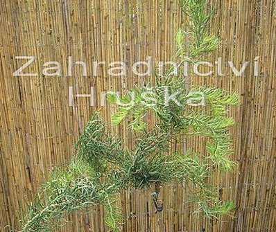modřín - Larix kaempferi 'Diana'.. KM