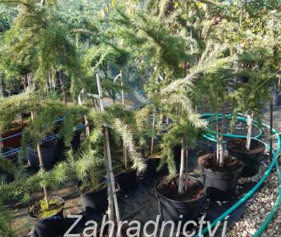 modřín - Larix kaempferi 'Little Bogle'