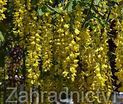 Štědřenec - Laburnum x  watereri 'Vossii'