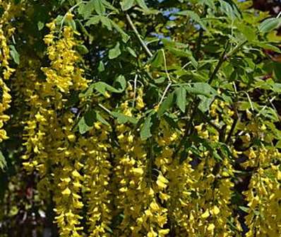 Štědřenec - Laburnum x  watereri 'Vossii'