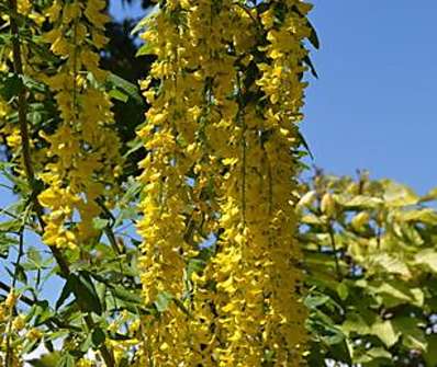 Štědřenec - Laburnum x  watereri 'Vossii'