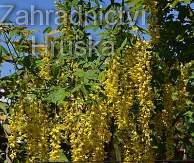 Štědřenec - Laburnum x  watereri 'Vossii'