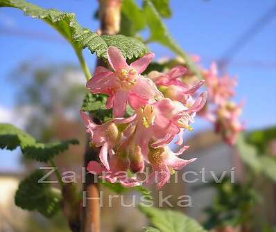 meruzalka - Ribes sanguineum 'King Edward IV.'