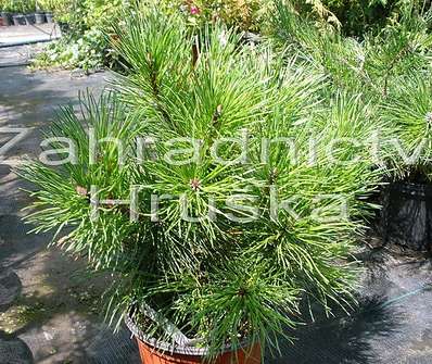 Borovice - Pinus mugo 'Pumilio'..