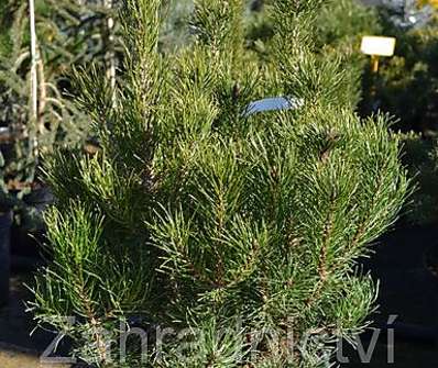 Borovice - Pinus mugo 'Pumilio'..
