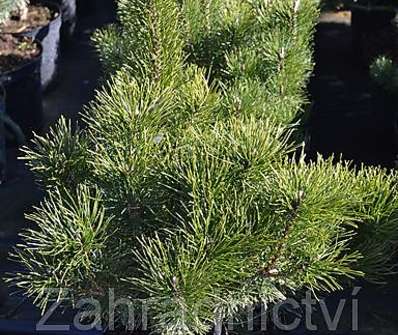 Borovice - Pinus mugo 'Pumilio'..