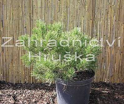Borovice - Pinus mugo 'Wintergold'.