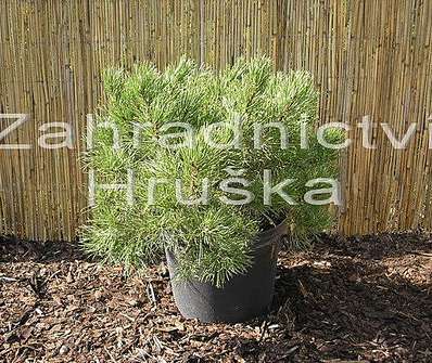 Borovice - Pinus mugo 'Wintergold'.