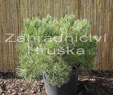 Borovice - Pinus mugo 'Wintergold'.