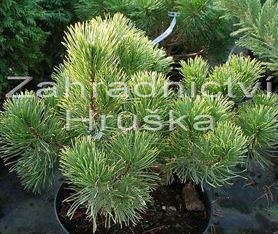 Borovice - Pinus mugo 'Wintergold'.