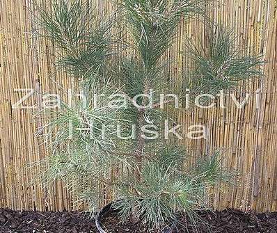 Borovice - Pinus nigra.