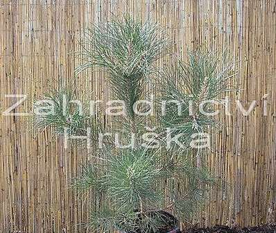 Borovice - Pinus nigra.