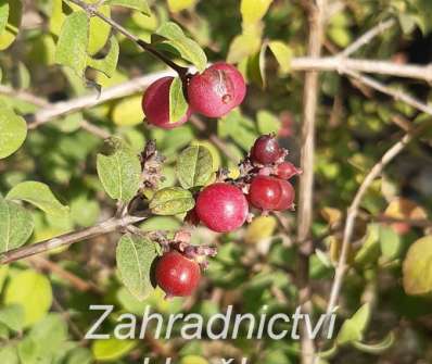 pámelník - Symphoricarpos x chenaultii 'Hancock'