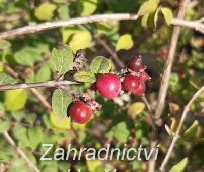 pámelník - Symphoricarpos x chenaultii 'Hancock'