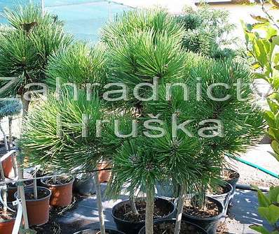 Borovice - Pinus nigra 'Plzeň Bory'