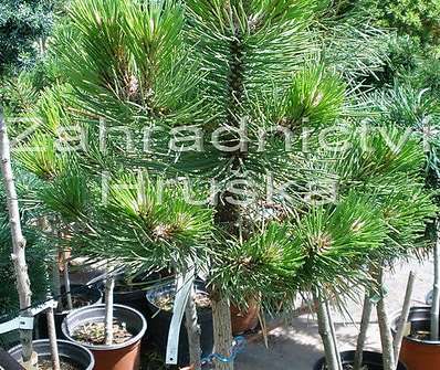 Borovice - Pinus nigra 'Plzeň Bory'